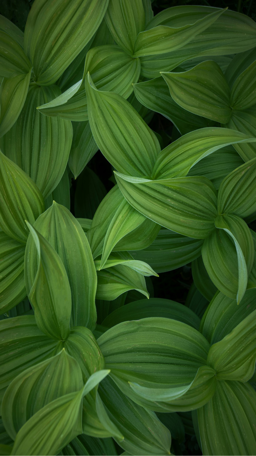 Close up of green peperomia plant leaves