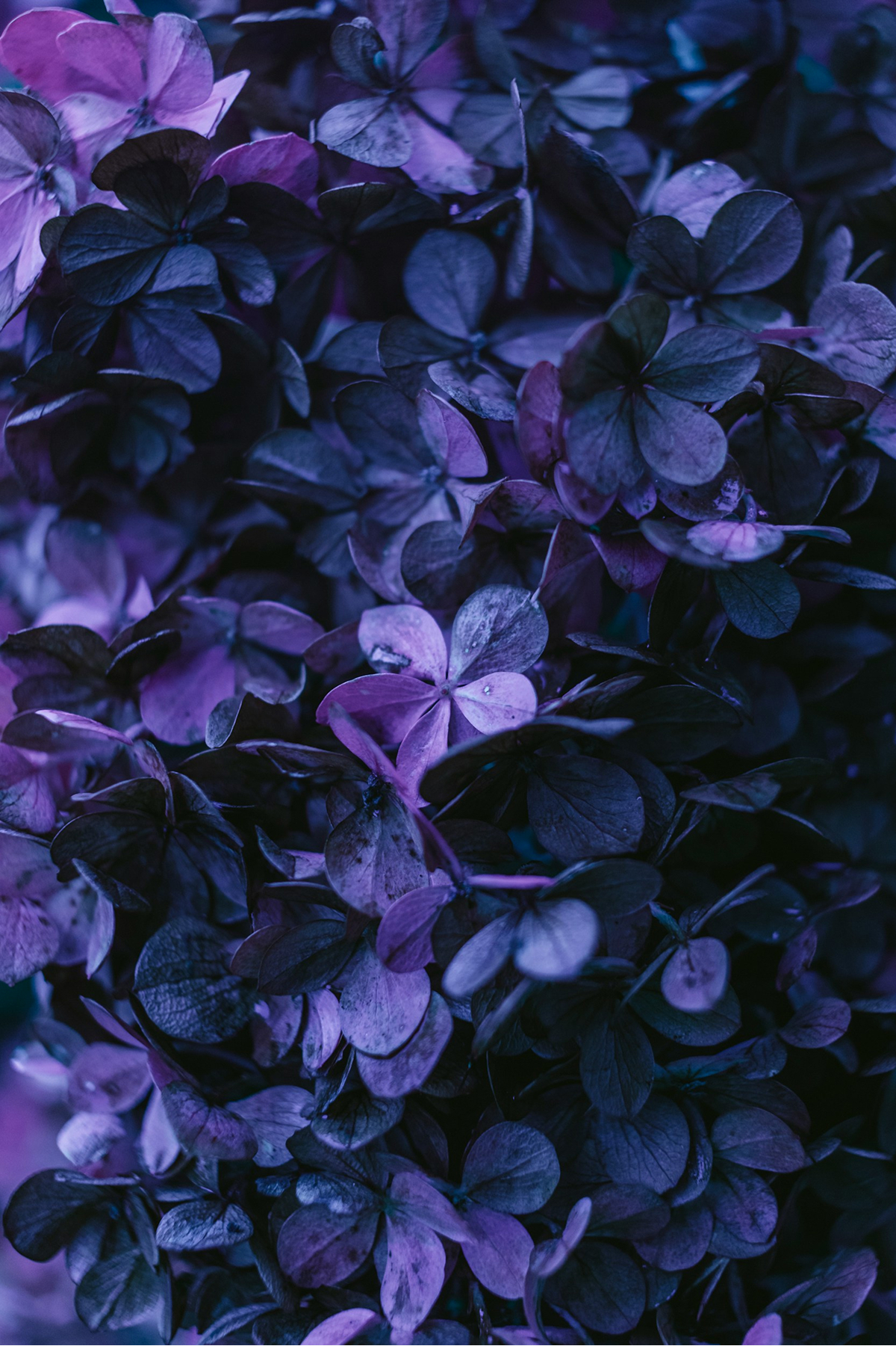 Cluster of blue and white hydrangea flowers