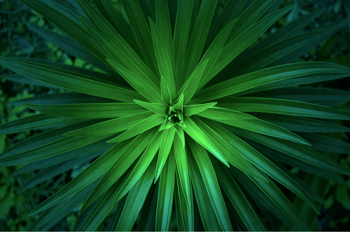 Lush green tropical foliage with sunlight filtering through